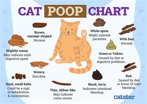 cat is leaking poop|My Cat is Leaking Poop: Causes, Treatment, and Prevention